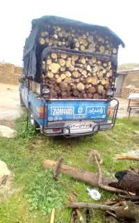 حرص و قطع درختان با تجهیزات کامل و خرید و فروش چوب