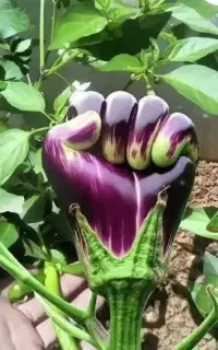 بتال دست با پا جا مندازه