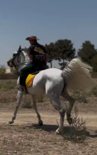 اسب مادیون