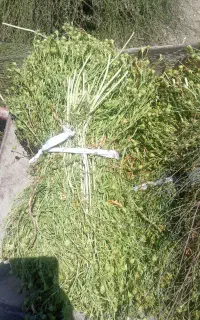 اسفند