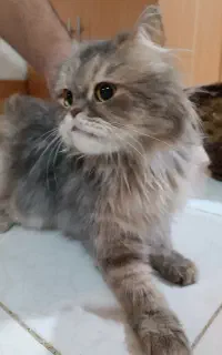 گربه پرشین ماده