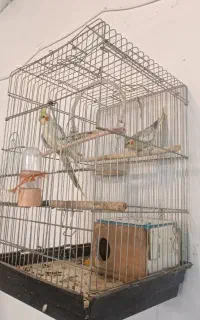 عروس هلندی