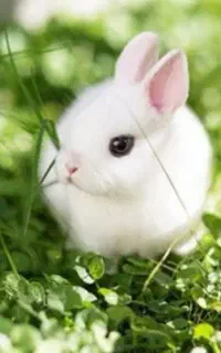 خرگوش