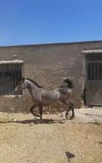 کره مادیان درجه یک