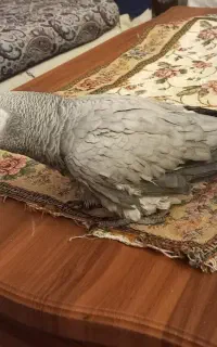 کاسکو گمشده یوسف آباد