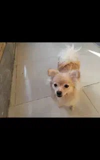پامر ماده