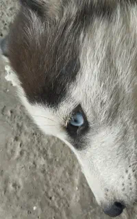 سگ هاسکی