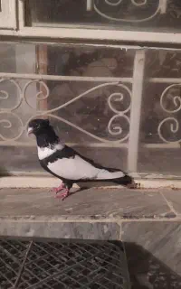 زاغ کت سفید گردن سفید چشم نک ناخن سفید