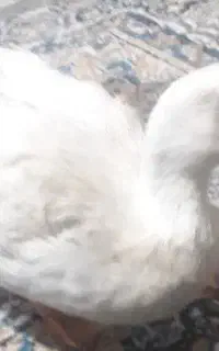 گمشده