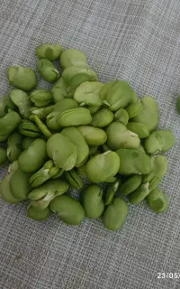 باقالی پاک شده