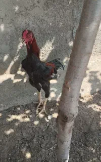 لاری