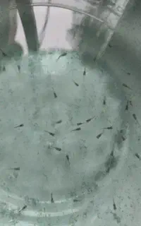 بچه ماهی ۱۰۰ عدد دانه