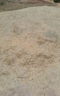 کاه سبزه