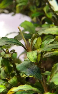 گیاه آکواریوم(بوسفلاندرا)