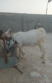 کهره نر