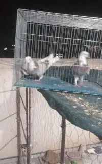 یک جفت شازده