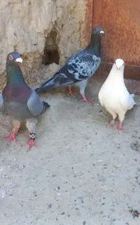 کبوتر