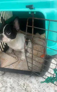 سگ فرنچی توله