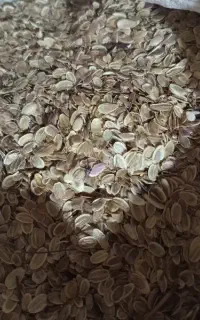 بذر آنغوزه شیرین و مطمئن برای سبز شدن