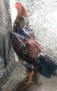 خروس لاری اوشامو آلمانی نژاد گردن لرزون پشت آتشی