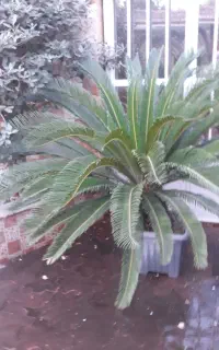 فروش گل سیکاس