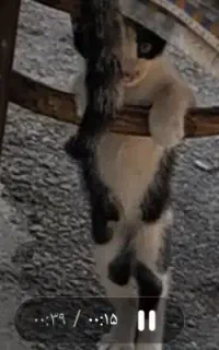 گربه گمشده