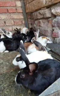 خرگوش