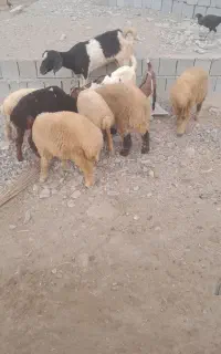 بره میش