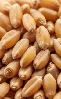 گندم دیمه و آبی