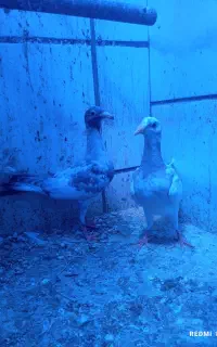 کفتر