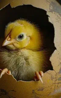 جذب کارگر ساده جهت سالنداری و تخم مرغ جمع کردن