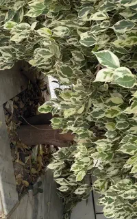 گل بنجامین