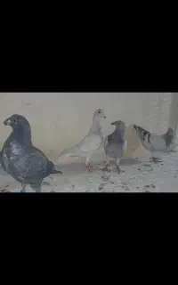 الماسی سینه سفید دلبر