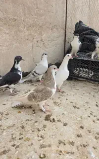 کبوتر پلاس .پلاس افغان