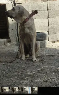 ماده پژدر
