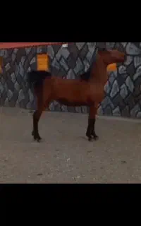 اسب
