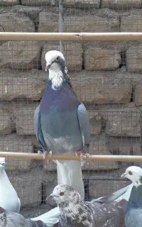 کبوتر  گرفتنی