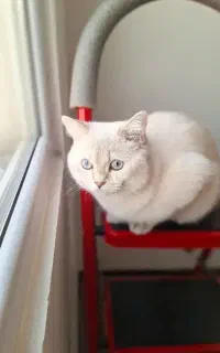گربه خارجی برای جفتگیری