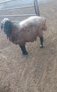 میش
