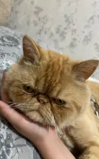 واگذاری پرشین گلد