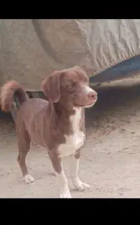 سگ پاکوتاه نر