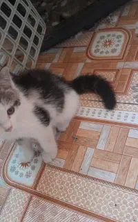 بچه گربه خوشگل و بازیگوش