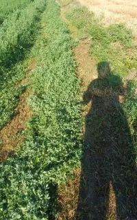 یونجه بغدادی پر برگ ساقه باریک