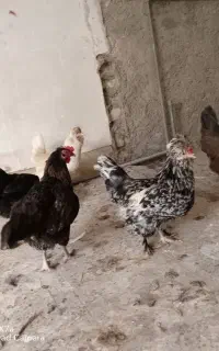 مرغ بومی تخم گذار جوان