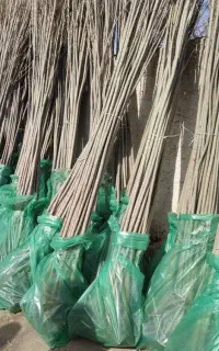 نهال میوه صنوبر کبوده گردو و...