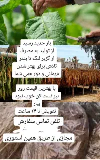 نهال کشاورزی لنگه