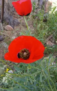 علف درو شده نسمه