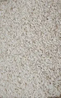 برنج محلی دورود لرستان