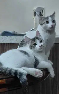 واگذاری دو گربه DSH