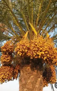 برس نخل